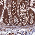 CCDC125 Antibody in Immunohistochemistry (Paraffin) (IHC (P))