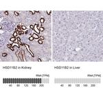 HSD11B2 Antibody in Immunohistochemistry (IHC)