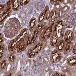 ARSK Antibody in Immunohistochemistry (Paraffin) (IHC (P))