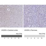 UNC80 Antibody