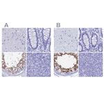 TEX101 Antibody in Immunohistochemistry (IHC)