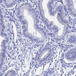 TEX101 Antibody in Immunohistochemistry (IHC)