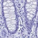 TEX101 Antibody in Immunohistochemistry (IHC)