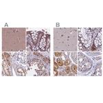 DUS2L Antibody in Immunohistochemistry (IHC)