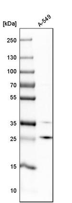 POP4 Antibody in Western Blot (WB)