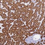 ISCA1 Antibody in Immunohistochemistry (Paraffin) (IHC (P))