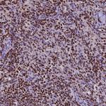 AKAP17A Antibody in Immunohistochemistry (IHC)