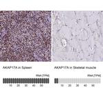 AKAP17A Antibody