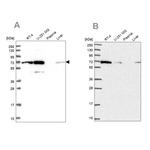 IRGQ Antibody in Western Blot (WB)