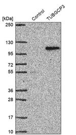 GCP3 Antibody in Western Blot (WB)