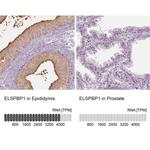 ELSPBP1 Antibody