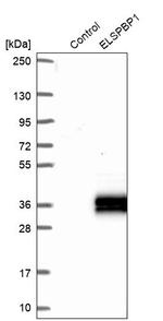 ELSPBP1 Antibody in Western Blot (WB)