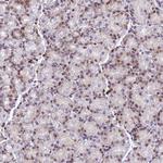 MYEOV2 Antibody in Immunohistochemistry (Paraffin) (IHC (P))