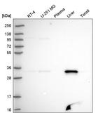 FAHD2A Antibody in Western Blot (WB)