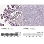 HTRA4 Antibody