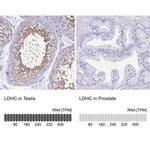 LDHC Antibody in Immunohistochemistry (IHC)