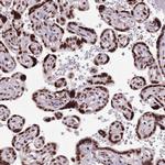 KIAA1033 Antibody in Immunohistochemistry (IHC)