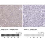 HAPLN2 Antibody