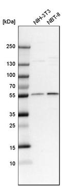 CRBN Antibody in Western Blot (WB)