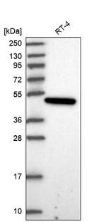 PARD6G Antibody in Western Blot (WB)