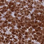 Syncollin Antibody in Immunohistochemistry (IHC)