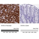 Syncollin Antibody