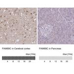 FAM69C Antibody in Immunohistochemistry (IHC)