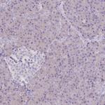 FAM69C Antibody in Immunohistochemistry (IHC)