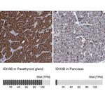 IDH3B Antibody