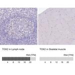 TOX2 Antibody