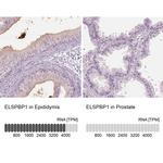 ELSPBP1 Antibody