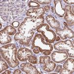 FAM105B Antibody in Immunohistochemistry (Paraffin) (IHC (P))