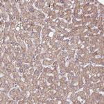 FAM105B Antibody in Immunohistochemistry (Paraffin) (IHC (P))