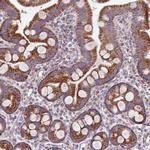 FAM105B Antibody in Immunohistochemistry (Paraffin) (IHC (P))