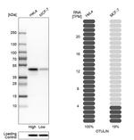 FAM105B Antibody