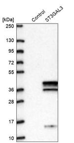 ST3GAL3 Antibody in Western Blot (WB)