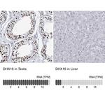 DHX16 Antibody in Immunohistochemistry (IHC)