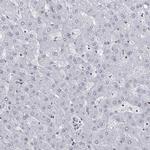 DHX16 Antibody in Immunohistochemistry (IHC)