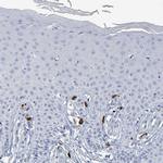 VPS13D Antibody in Immunohistochemistry (IHC)