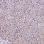 Protein Z Antibody in Immunohistochemistry (IHC)