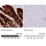 ZG16 Antibody in Immunohistochemistry (IHC)