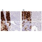 ZG16 Antibody in Immunohistochemistry (IHC)