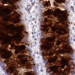 ZG16 Antibody in Immunohistochemistry (IHC)