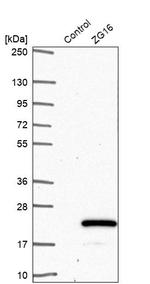 ZG16 Antibody in Western Blot (WB)