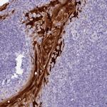 NCCRP1 Antibody in Immunohistochemistry (IHC)