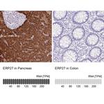 ERP27 Antibody in Immunohistochemistry (IHC)