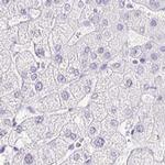 ERP27 Antibody in Immunohistochemistry (IHC)