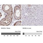 BAG6 Antibody in Immunohistochemistry (IHC)