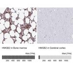 HMGB2 Antibody