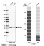 HMGB2 Antibody in Western Blot (WB)